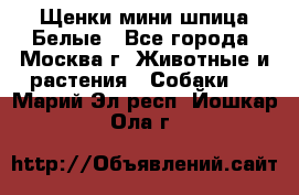 Щенки мини шпица Белые - Все города, Москва г. Животные и растения » Собаки   . Марий Эл респ.,Йошкар-Ола г.